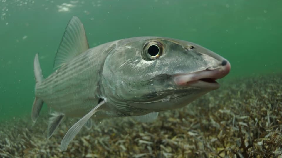 Close-up of a bonefish swimming underwater above seagrass on the ocean floor.