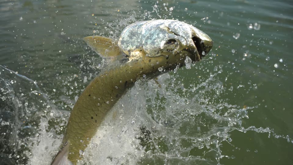 A fish with a large, shiny silver head and golden body jumping out of rippling water creating splashes.