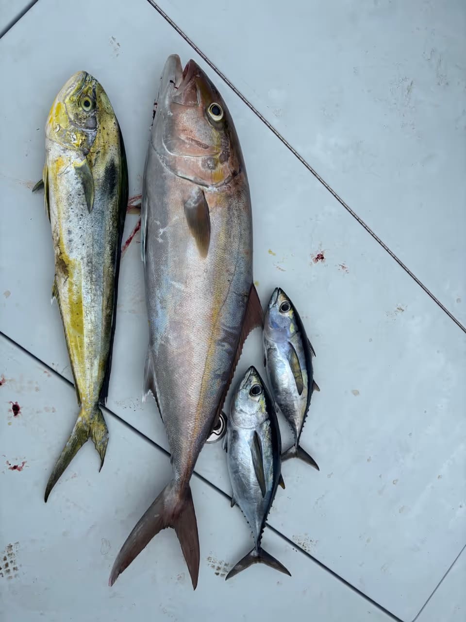 Four freshly caught fish of varying sizes laid out on a white surface.