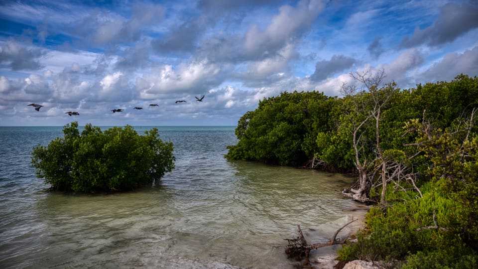 Pelican soar over the mangroves at Annes Beach in Islamorada, Florida