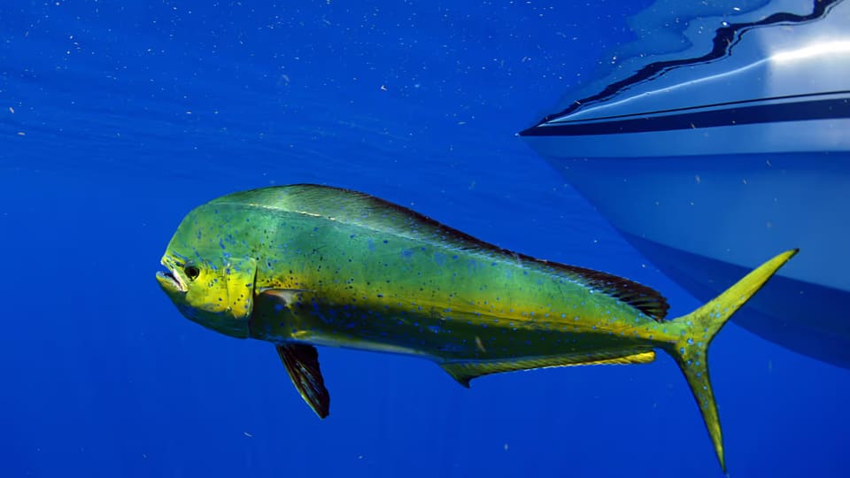 Green and yellow dolphinfish (mahi-mahi) swimming underwater near the hull of a boat in clear blue ocean water.