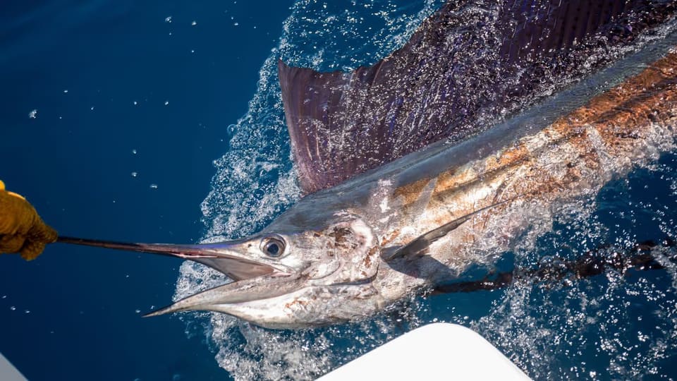 Close-up of a sailfish with its bill held by a person wearing a yellow glove, partially out of the water near a boat.